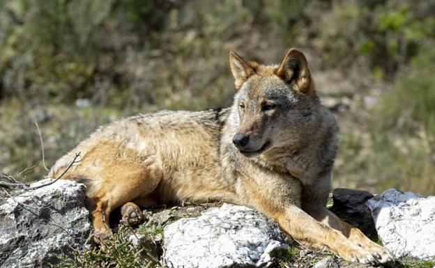 El Gobierno precisa que solo ha aplazado la Estrategia de conservación del lobo