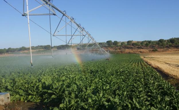 Aimcra impulsa un proyecto para incorporar tecnologías al riego de la remolacha