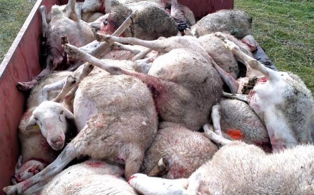 El lobo se cobra 90 reses muertas en diez ataques en Zamora en las últimas semanas