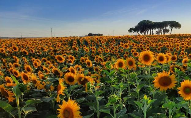 Acor liquidará el girasol a 579 euros/tonelada, un 61% más que lo contratado de base