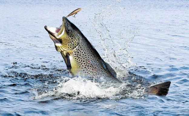 Estas son las fechas de apertura de la veda de pesca de trucha en Castilla y León