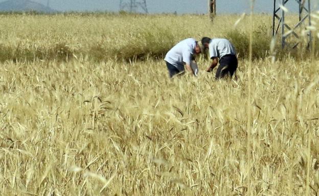 La región presentará alegaciones al Plan Estratégico de la PAC para defender al agricultor activo