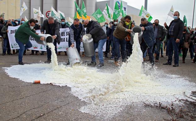 Los ganaderos de vacuno tiran decenas de litros de leche como protesta por los bajos precios