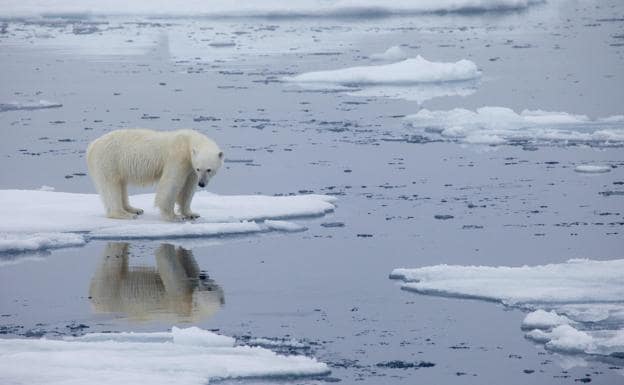 Récord de temperatura máxima en el Ártico: 38 °C en junio