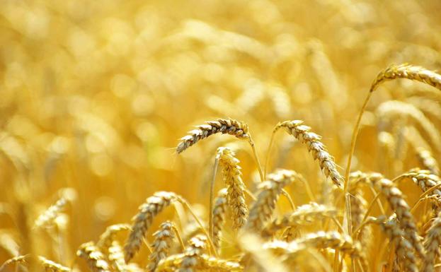 La lonja de Zamora baja cinco euros el precio del trigo y la cebada