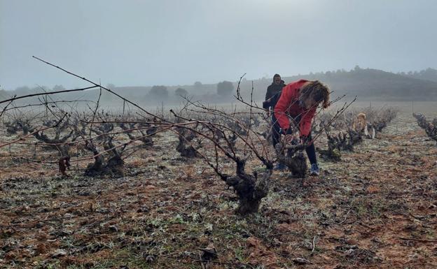 El paro agrario baja en 158 personas y se firman 2.323 contratos