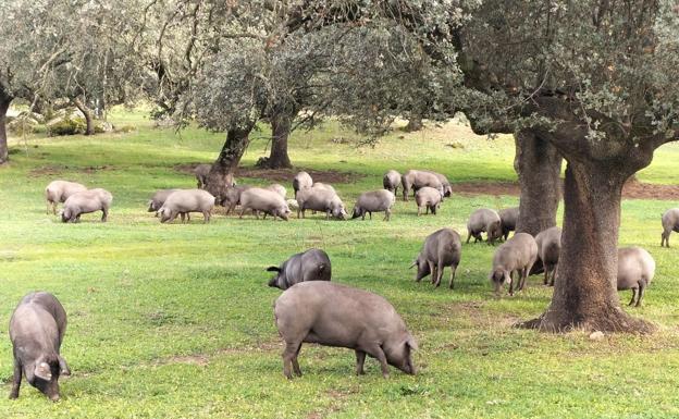 El sector cárnico y los ganaderos a Garzón: «Rectificación o dimisión»