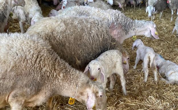 Caída de los lechazos en la lonja de León y subida de cebada y avena