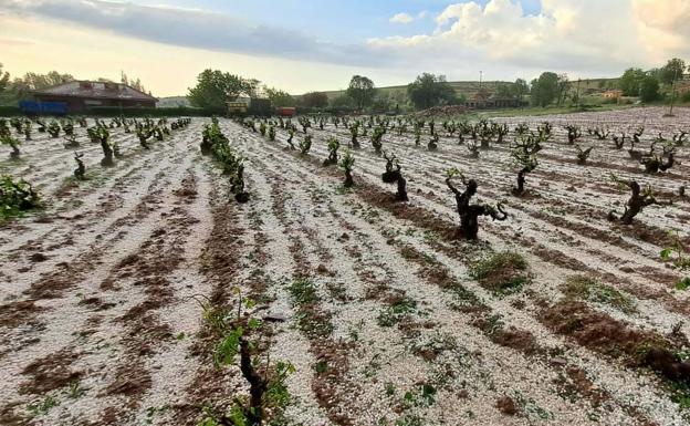 Las indemnizaciones del seguro agrario crecen un 53% en la región y superan los 67 millones