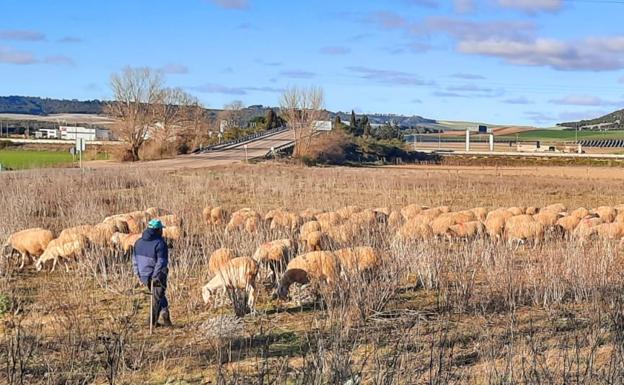 UCCL estima en un 22% la subida de los costes en el ovino de leche