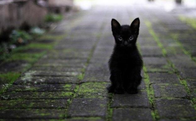 Abandona su vivienda alquilada en Burgos con un gato en su interior