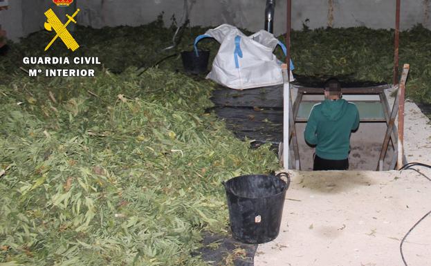 Desarticulado en Burgos un grupo criminal que traficaba con marihuana mediante el cultivo ilicito de cáñamo