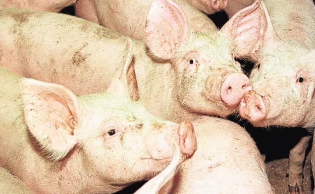 Subida de cereales y porcino blanco en la lonja de Zamora