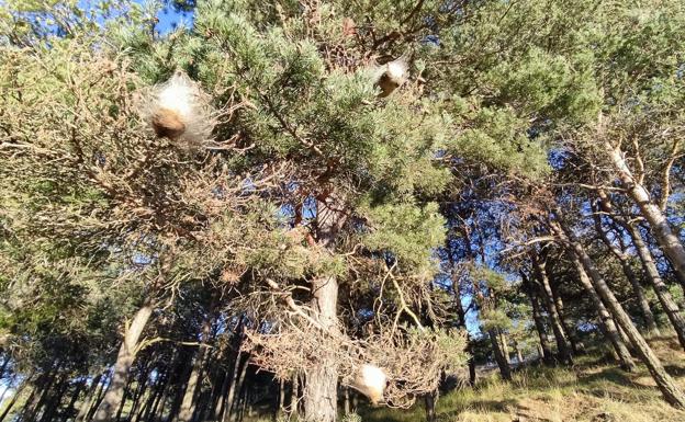 Alertan de la presencia anticipada de la oruga procesionaria en Burgos