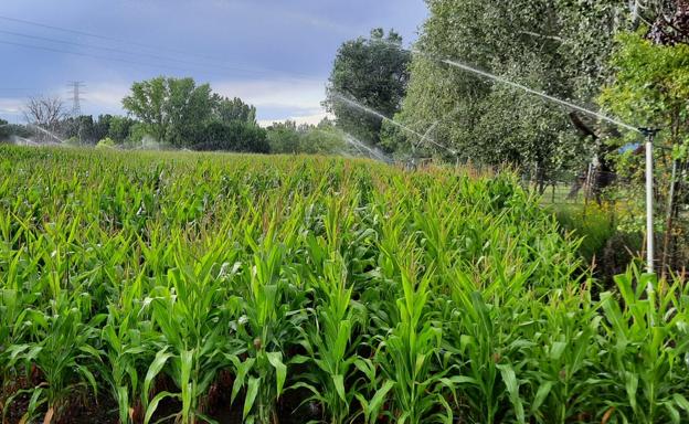 Seis investigadores de la Usal investigarán la gestión eficiente de los recursos hídricos en la agricultura