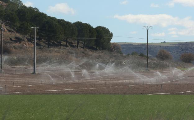 Pisuerga y Carrión afrontan la campaña de riego con «bastante incertidumbre»