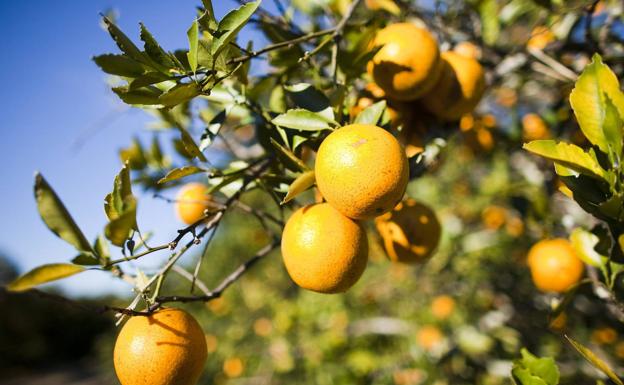 La naranja multiplica por once su precio entre origen y destino en el inicio del año