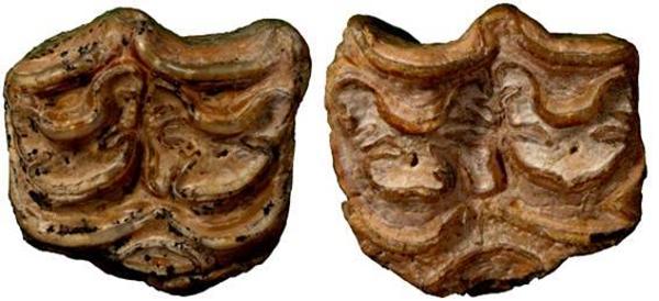 El CENIEH participa en un estudio que confirma el patrón de la extinción de un grupo de caballos primitivos