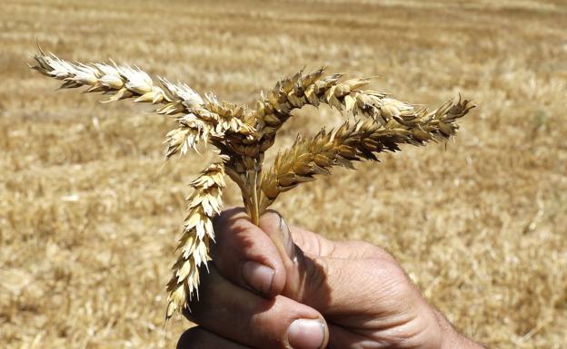 La lonja de León repite el precio de los cereales ante la incertidumbre internacional