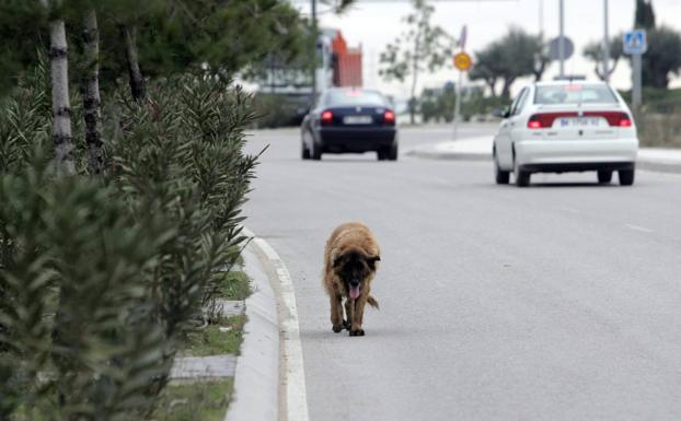 Treinta mil euros por abandonar a un perro