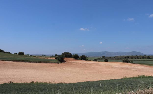 Situación «dramática» en el cereal burgalés por la falta de agua y la fauna salvaje