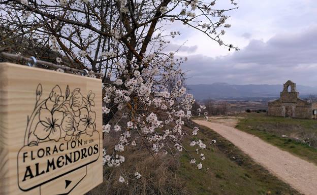 Poza de la Sal presume de la floración de sus almendros