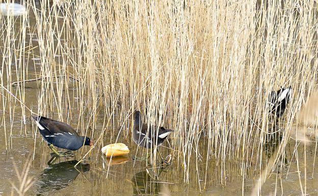 Declarado un nuevo foco de gripe aviar en especies silvestres en Salamanca