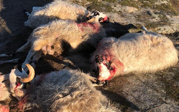 Segundo ataque de lobo en 48 horas a la misma explotación de Villamor de la Ladre, Zamora