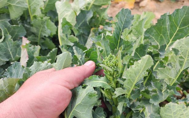 El tiempo esta semana: el campo se tendrá que conformar con precipitaciones débiles