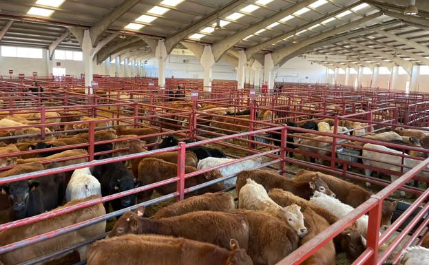 Salamanca deja de cotizar los cereales ante la inestabilidad de los mercados