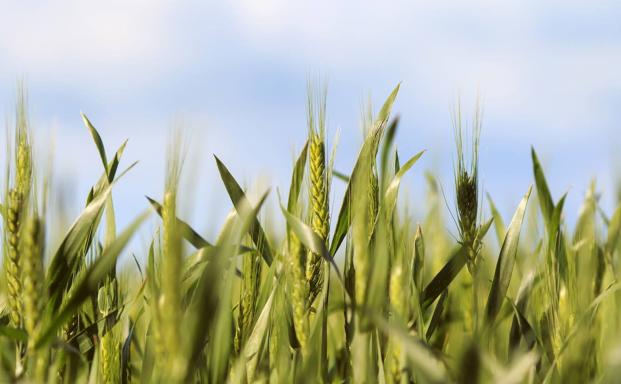 La lonja de Zamora deja sin cotizar los cereales por segunda semana