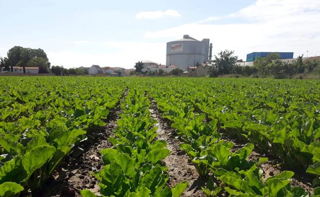 Azucarera define la campaña de La Bañeza como «excelente» tras entregarse 235.000 toneladas