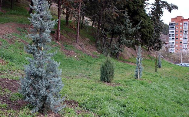 Repueblan con 70 árboles y arbustos la ladera del Castillo de Burgos quemada el verano pasado