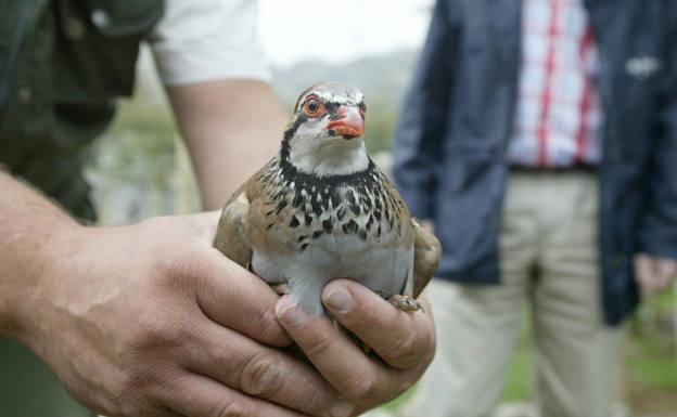 Nuevo ciclo de documentales sobre los jardines doméstico y la fauna ibérica en Burgos