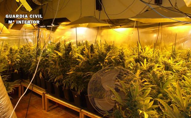 Desmantelada una plantación 'indoor' de marihuana en el Valle de Mena