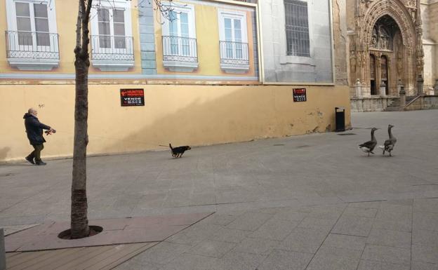 Una extraña pareja sorprende a los vecinos en el centro de Aranda de Duero