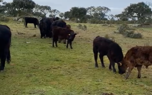 El tiempo esta semana: anuncio de precipitaciones muy bien recibidas por el campo