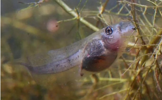 La adaptación a los cambios ambientales acorta la vida de los renacuajos de Doñana