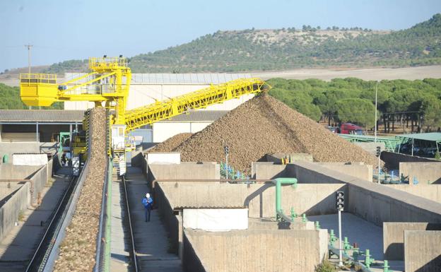 Acor vuelve a dar retorno después de nueve años y suma cuatro euros al precio de la remolacha