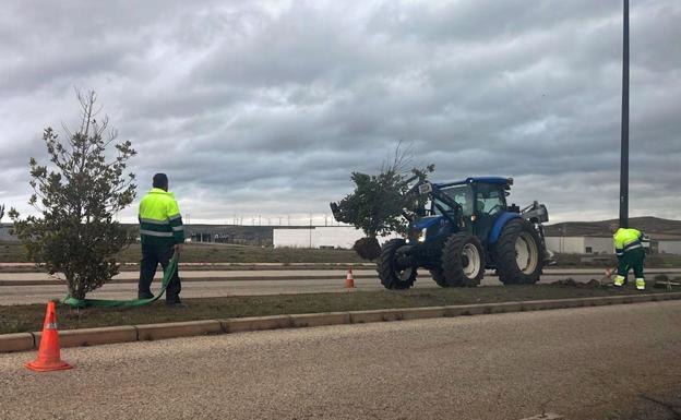 Medio Ambiente trasplanta los acebos de la calle Laredo en la que se ubicarán las barracas