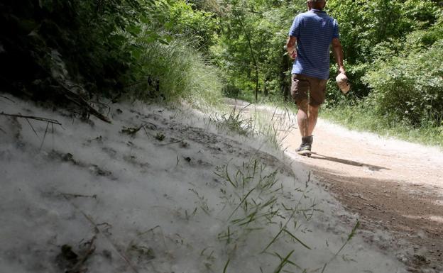 La sequía del invierno pronostica bajos niveles de polen esta primavera en Burgos