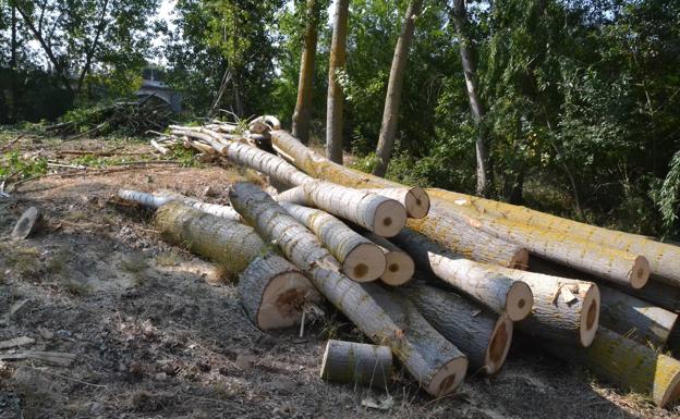 La primera subasta de chopos del año sacará al mercado 32.186 metros cúbicos de madera