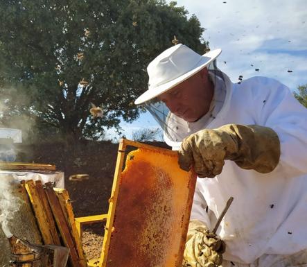 Agricultura convoca las ayudas para la mejora de la producción y comercialización de la miel