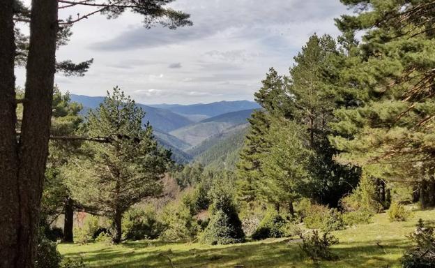Los pueblos forestales de Burgos desconfían de las ayudas a los bosques y buscan unirse para presionar