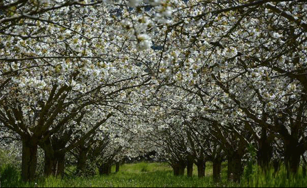 Rutas en Burgos: Las Caderechas durante la floración, el bucólico valle de cerezos