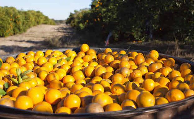 El precio de algunos alimentos se multiplica por ocho del campo al súper