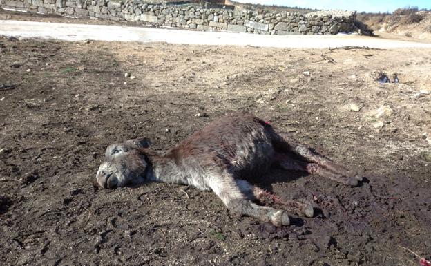 UPA acusa de «inacción» a las administraciones tras registrarse nuevos ataques de lobo en Ávila