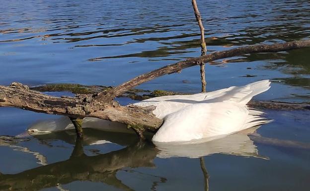 Un brote de gripe aviar deja 21 cadáveres de patos y ocas en Valladolid