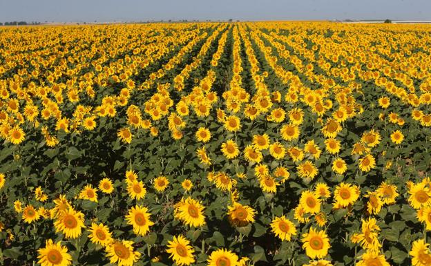 Arranca la campaña de girasol en Castilla y León con un importante alza de superficie de siembra