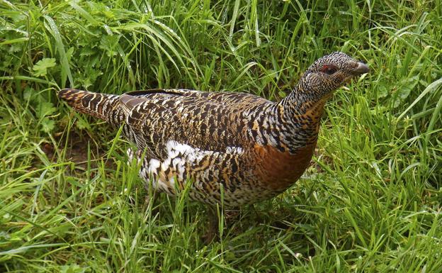 El cambio climático y la gestión alimentaria aceleran el declive de aves de humedales y estepas